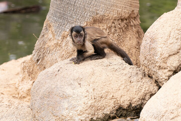 Obraz premium brown tufted capuchin gets a close up on a sunny day in captivity