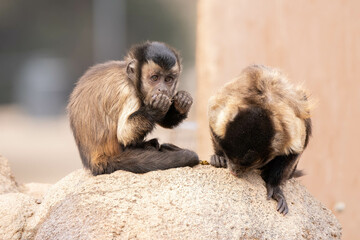 brown tufted capuchin gets a close up on a sunny day in captivity