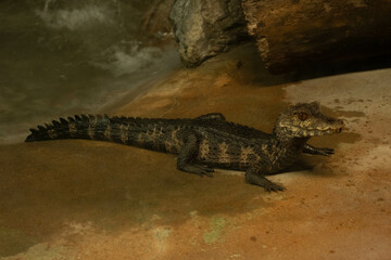 dwarf camain juvenile gets a close up while laying on beach sand