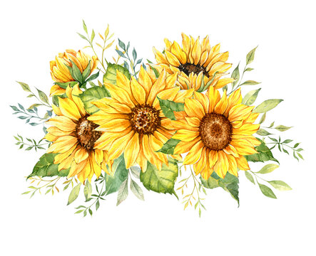 Watercolor sunflowers bouquet, hand painted sunflower bouquets with greenery, sunfower flower arrangement. Wedding invitation clipart elements. Watercolor floral. Botanical Drawing. White background. 