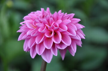 Beautiful pink dahlia flower in the botanical garden close up. Bright pink blooming Dahlia Flower. Close-up of a pink Dahlia (Asteraceae) View to blooming Dahlia Flower in the Summertime