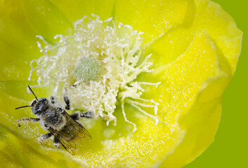  Bee Pollinating a Prickly Pear Cactus Flower 