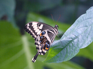 Swallowtial Butterfly (Papilio Ophidocephalus)