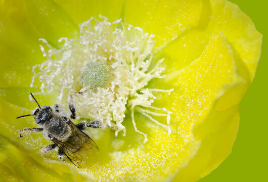 Bee Pollinating a Prickly Pear Cactus Flower