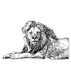black and white sketch of a lion with a transparent background