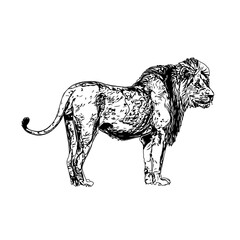 black and white sketch of a lion with a transparent background