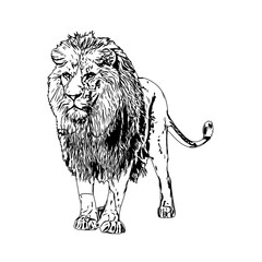black and white sketch of a lion with a transparent background