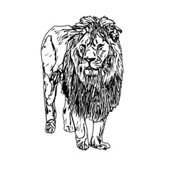 black and white sketch of a lion with a transparent background