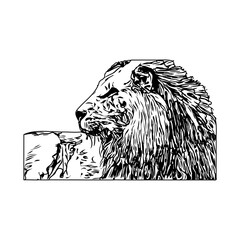 black and white sketch of a lion with a transparent background