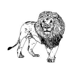 black and white sketch of a lion with a transparent background