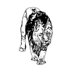 black and white sketch of a lion with a transparent background