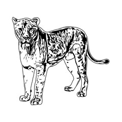 black and white sketch of a lion with a transparent background