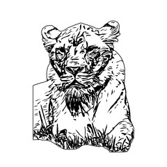 black and white sketch of a lion with a transparent background
