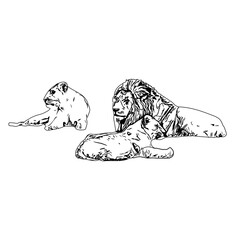 black and white sketch of a lion with a transparent background