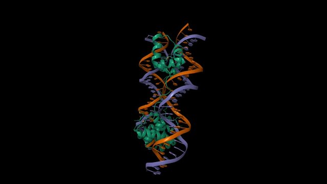 DNA-binding domain of human SETMAR in complex with Hsmar1 terminal inverted repeat (TIR) DNA. Animated 3D cartoon and Gaussian surface models, PDB 7s03, black background