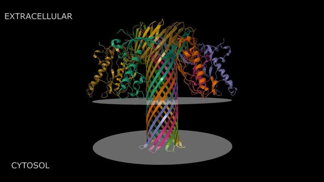 The pore structure of Clostridium perfringens epsilon toxin. Animated 3D cartoon and Gaussian surface models, PDB 6rb9, chain id color scheme, putative membrane shown, black background