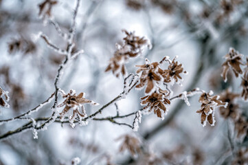 Snow on tree branches. Frost on tree branches. Nature weather closeup. Winter background.