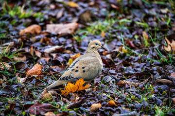 Mourning Dove on the Grass and Leaves