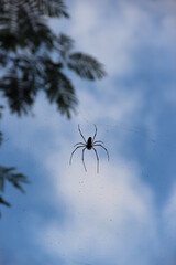 spider on a web
