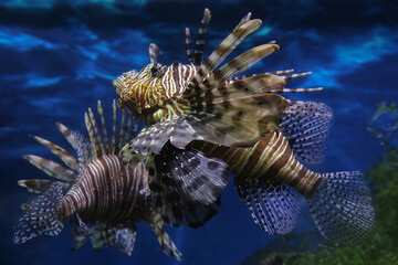 Lionfish (dendrochirus zebra), fish in an aquarium, blurred background