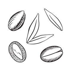Fototapeta premium Hand drawn argania fruit and leaves. Sketched art isolated on white background. Vector illustration.