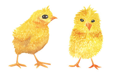 Watercolor chick hand drawn illustration set. Small yellow newborn baby chicken. Tiny fluffy chick front and side view set. White background