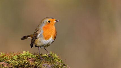 European Robin (Erithacus rubecula) sitting on an old stump.