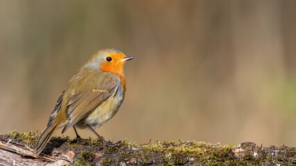 European Robin (Erithacus rubecula) sitting on an old stump.