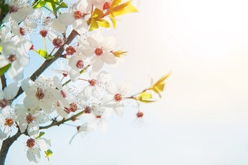 Obraz na płótnie Canvas Springtime greeting card and copy space. Blooming spring trees close up.