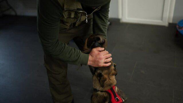 Male cynologist strokes and playing a German shepherd puppy