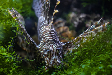 Lionfish (dendrochirus zebra), fish in an aquarium, blurred background