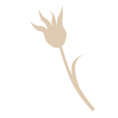 Transparent flower graphic resource in neutral colours