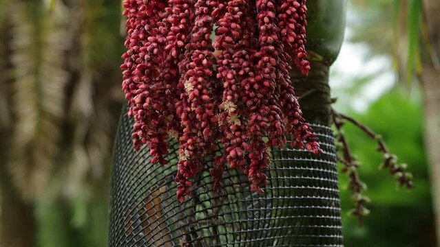 Natural Palm trees fishtail in a garden in Sri Lanka 
