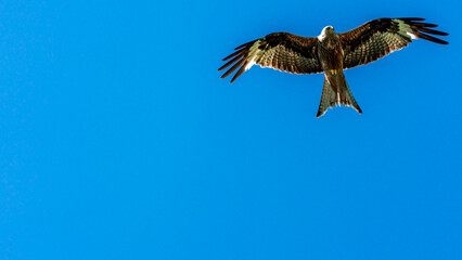 Eagle flying in blu sky