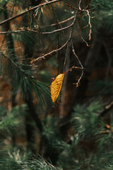 the last leaf