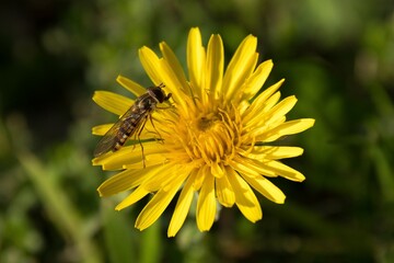 insecto en flor