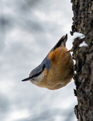 Single Eurasian Nuthatch bird on tree branch