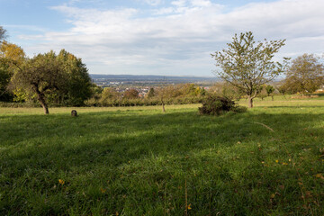 Campagne et forêt