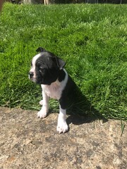 Boston terrier puppy