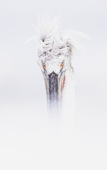 close up of a pelican bird