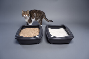 tabby cat standing behind two cat litter boxes with clay and organic cat litter. concept image for...