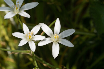 Fototapeta premium Spring flower Ornithogalum umbellatum, known as Garden star-of-Bethlehem, Grass lily, Nap-at-noon, Eleven-o'clock lady or Common star-of-Bethlehem. Place for text. Top view.