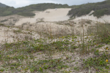 Obraz na płótnie Canvas Sand hills in the beach 