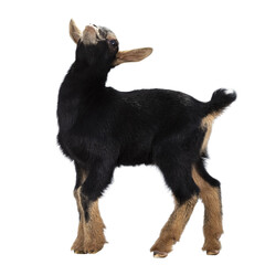 Cute black brown baby pygmy goat, standing side ways. Looking up. Isolated cutout on transparent background.
