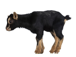 Cute black brown baby pygmy goat, standing side ways. Looking straight ahead. Isolated cutout on transparent background.