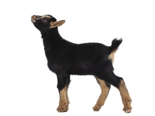 Cute black brown baby pygmy goat, standing side ways. Looking up. Isolated cutout on transparent background.