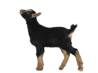 Cute black brown baby pygmy goat, standing side ways. Looking up. Isolated cutout on transparent background.