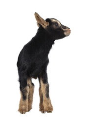 Cute black brown baby pygmy goat, standing facing front. Head turned and looking to the side. Isolated cutout on transparent background..