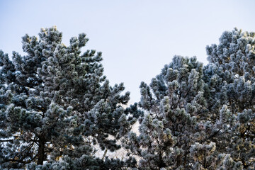 Hoar-covered spruce trees in winter