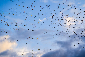 Numerous flock of flying starlings in blue sky